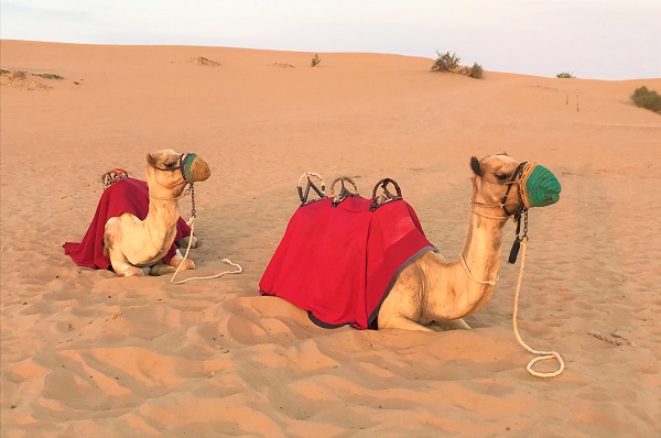 ラクダ乗り体験「ドバイの砂漠ツアー」